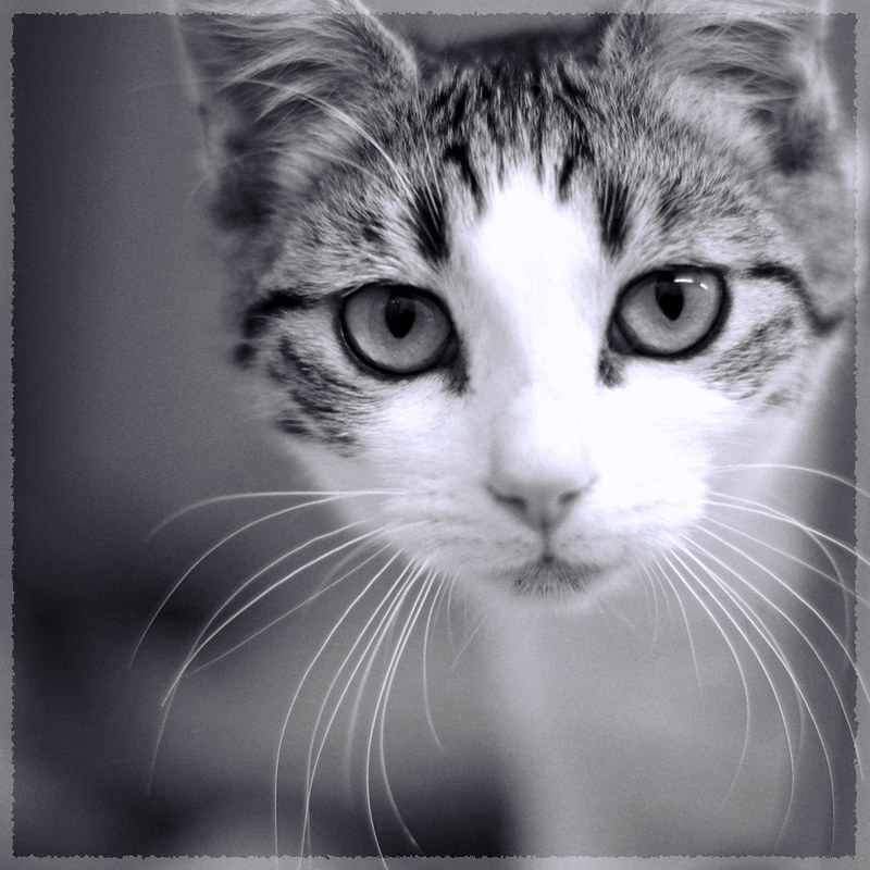 A black and white image of an elegant tabby with medium fur--the cat expressed mild concern.