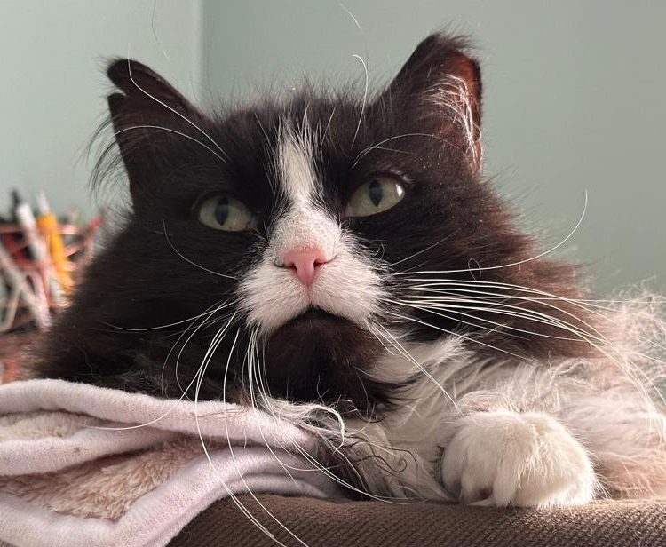 A black and white long-haired cat with notches in her ears lounges. Girl, this one is a mess.
