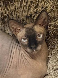A grey hairless cat looks straight on at the camera, very, very seriously.