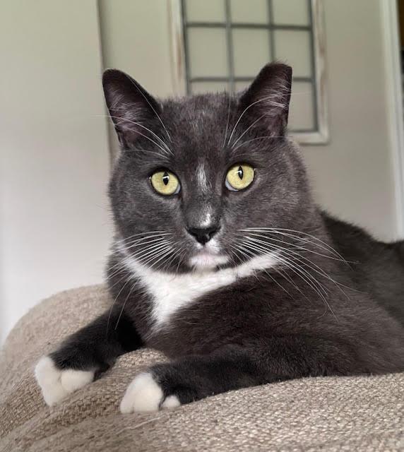 A black and white medium-haired cat laying on a cushion squares off with the camera.