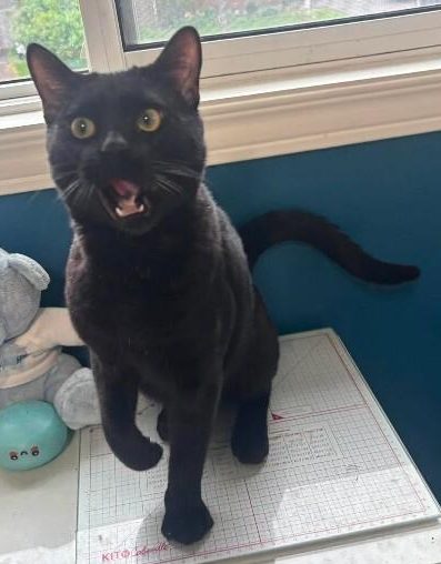 A very animated short-haired black cat lays down the funk.