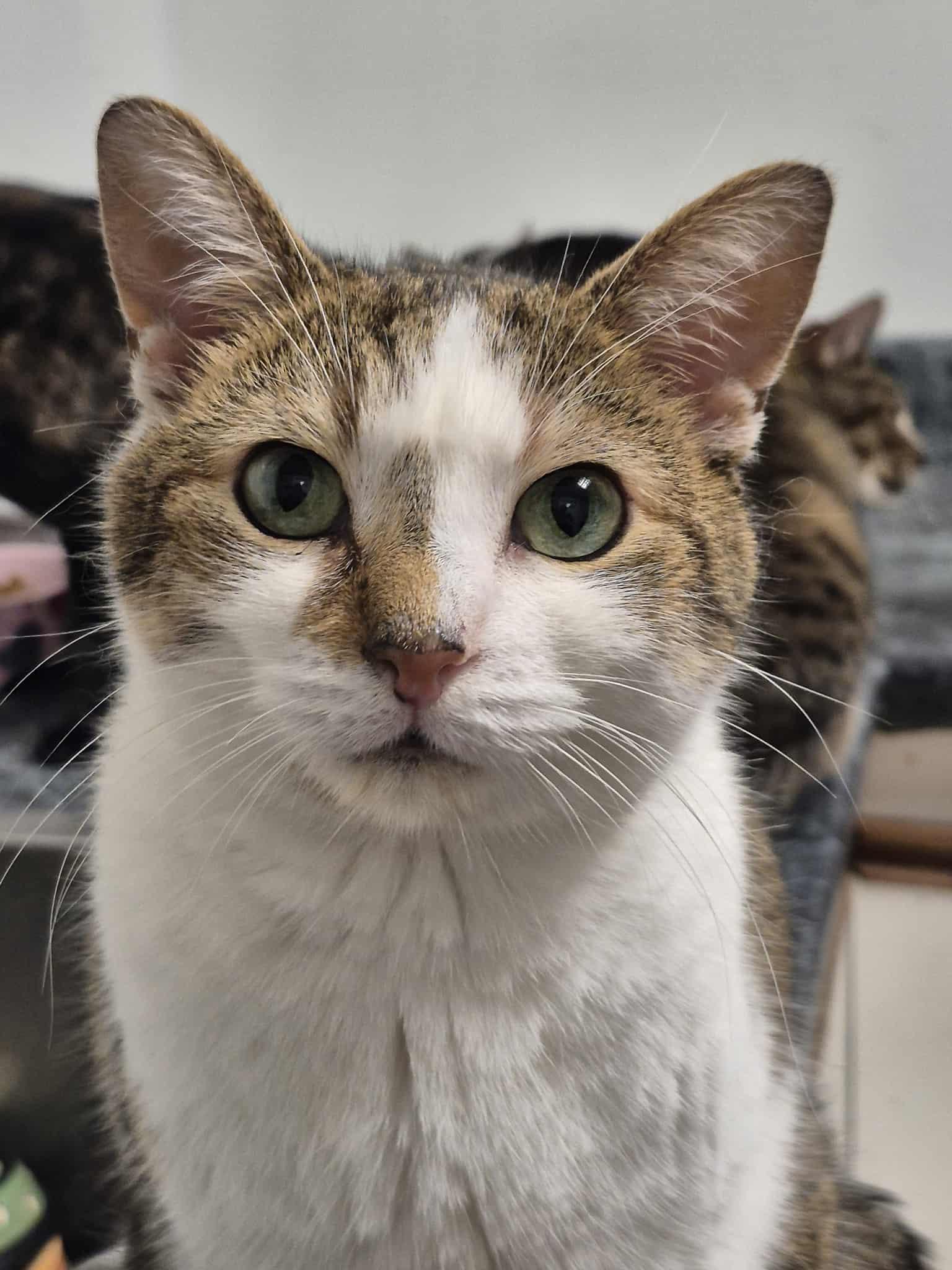 A white and brown cat looks on with engagement and attention.