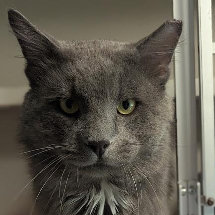 A very dapper grey medium-haired cat looks earnest.