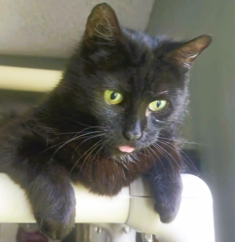 A black-haired kitten with her tongue hanging out poses on her perch.