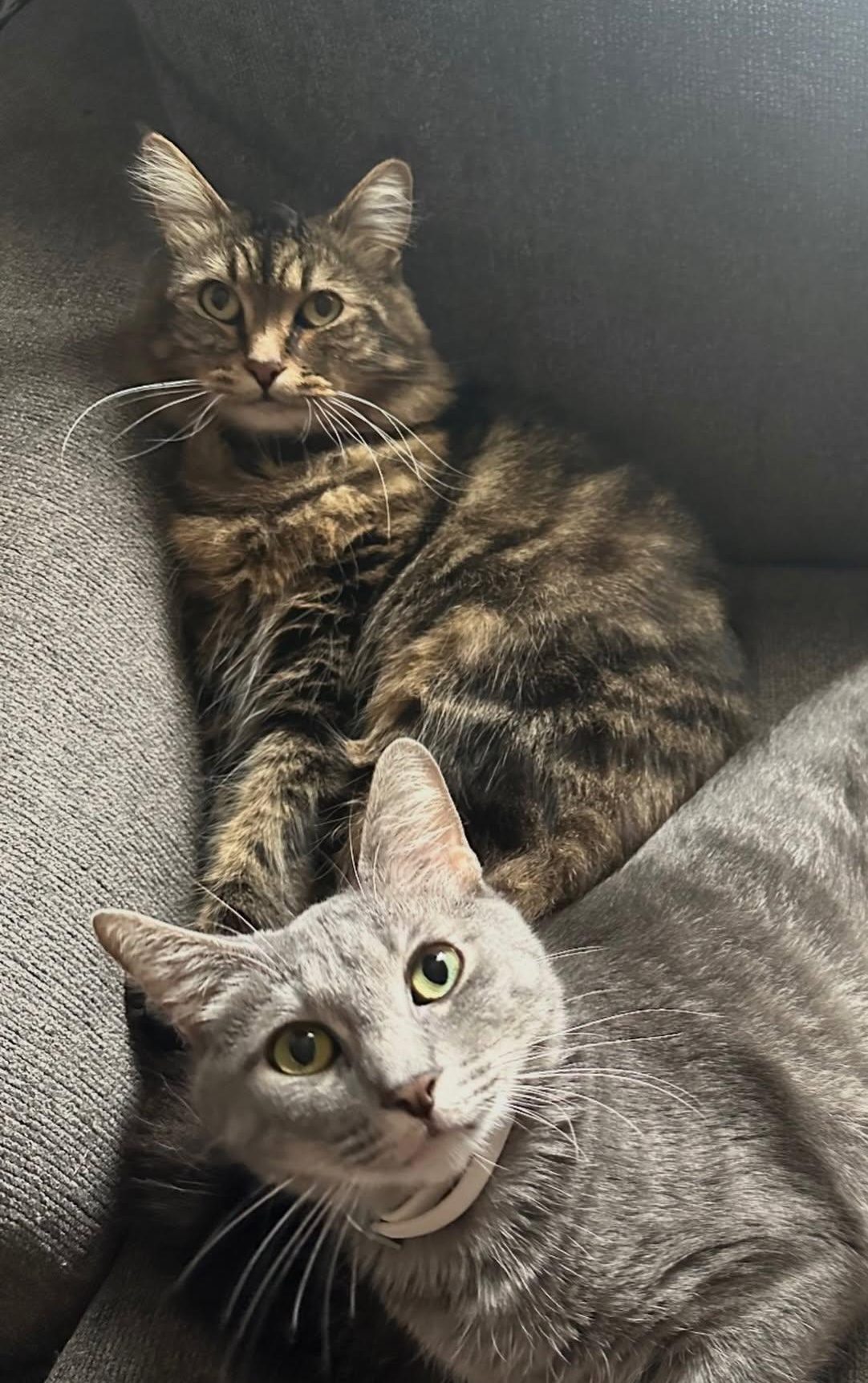 A tortie and a grey-haired cat, both medium-haired, lounge together but are alert.