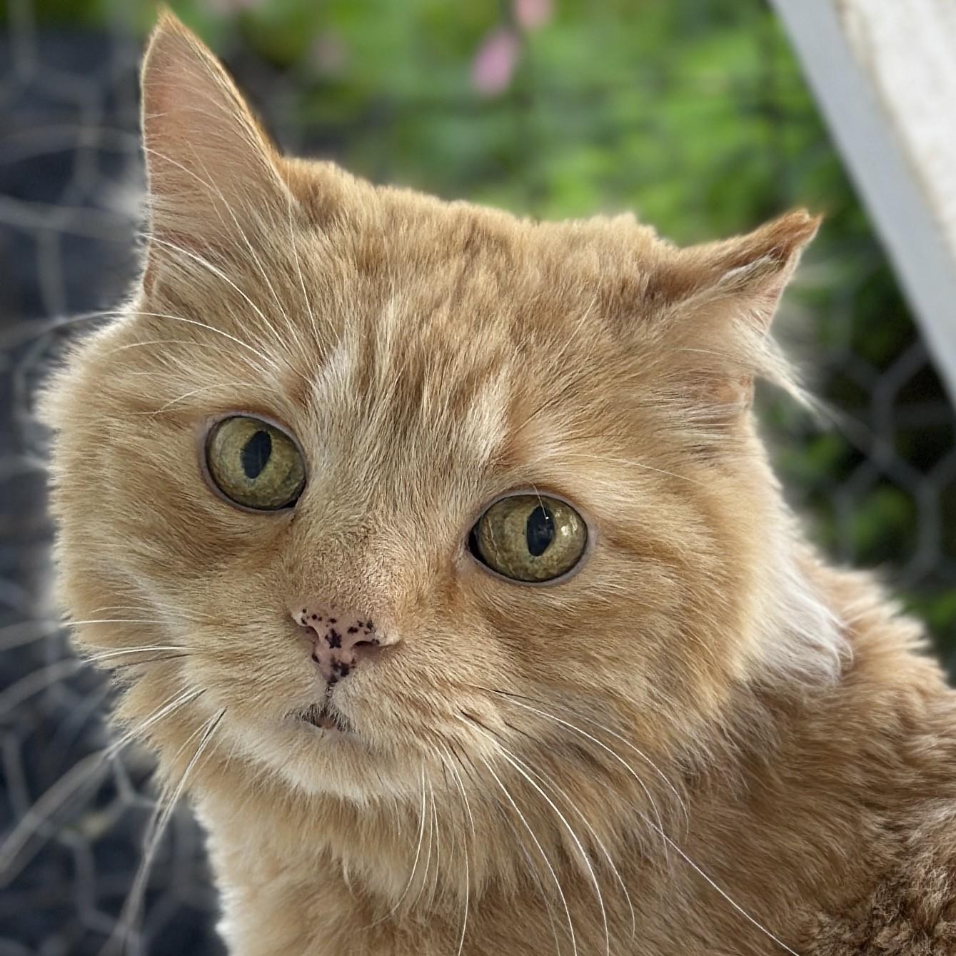 An orange medium-haired cat looks up at the camera coyly.