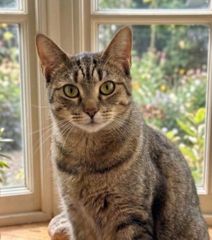 A medium-haired tabby looks straight at the camera from a kitchen table.