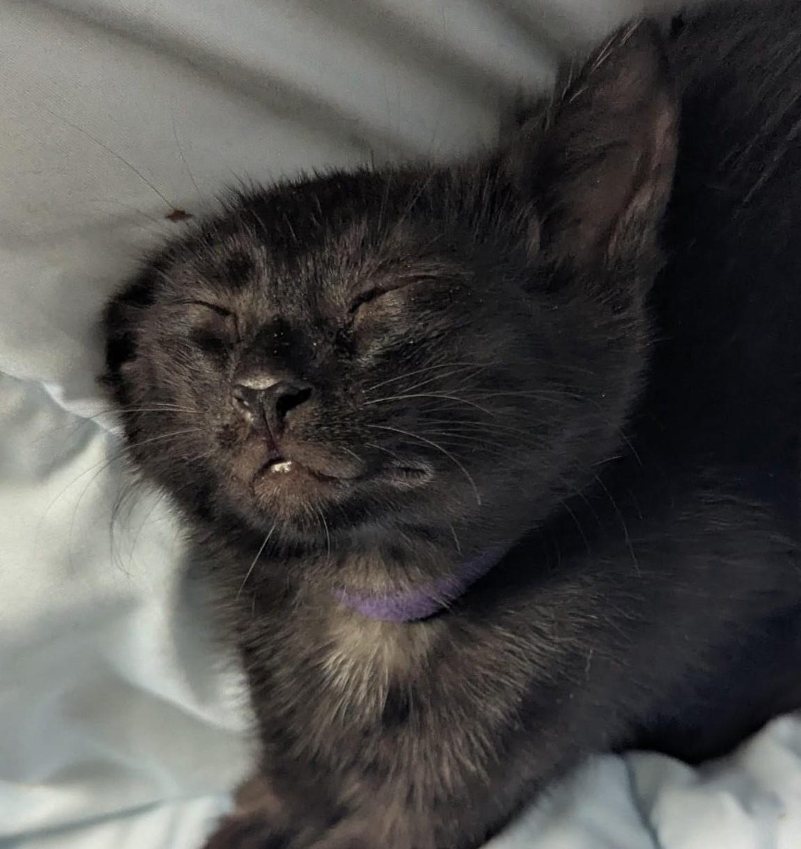 A very pained short-haired black cat winces.