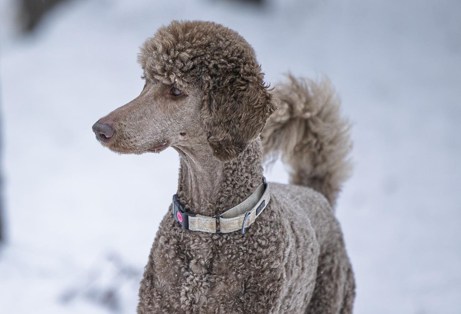 A standard poodle stands elegantly on a snowy landscape.