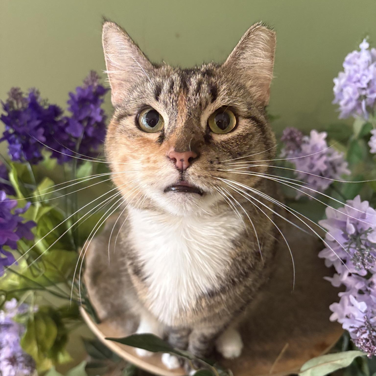 A very beautiful short-haired tabby poses in a bed of lavender.