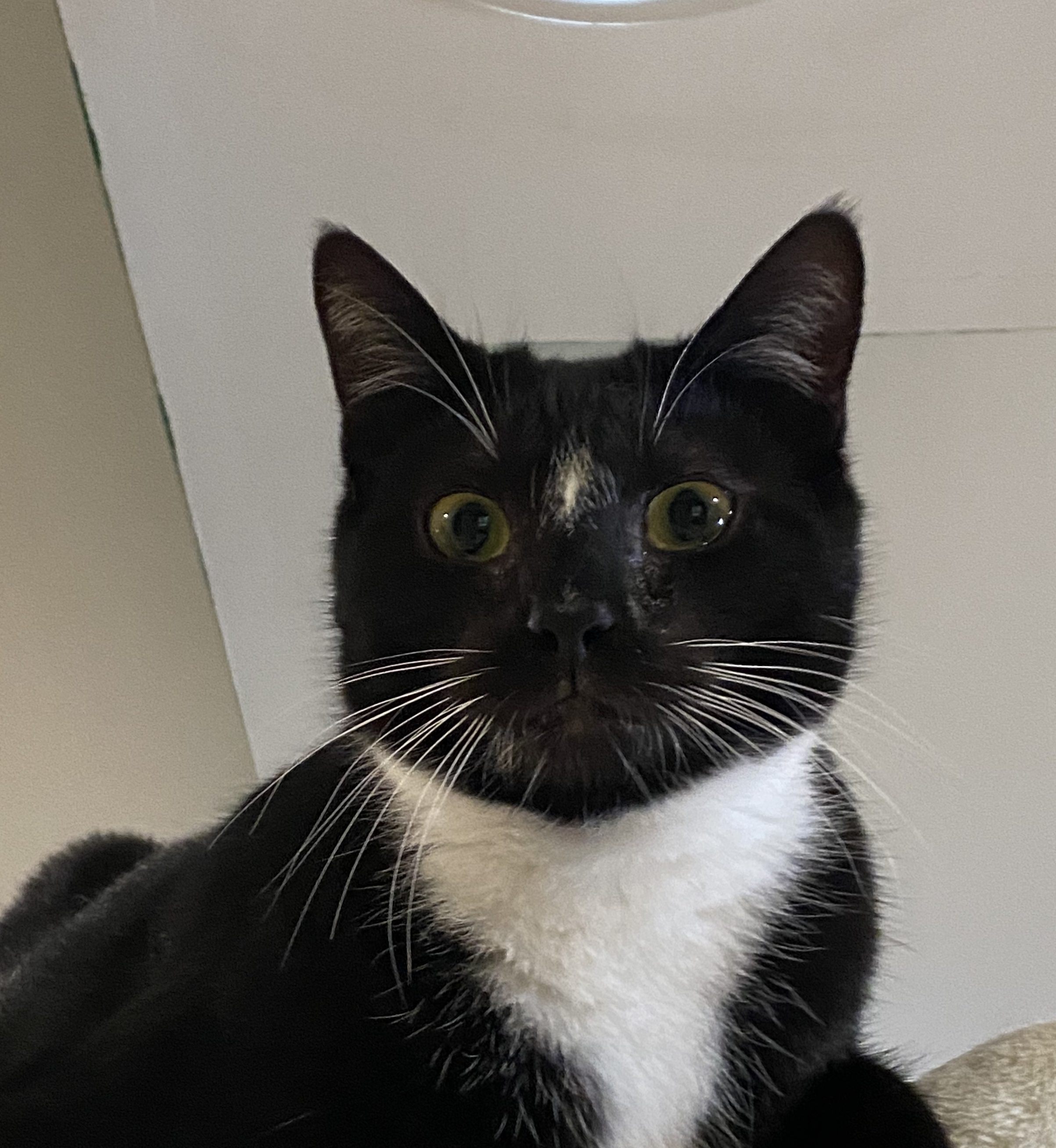 A very surprised-looking black and white medium-haired cat looks down upon the viewer.