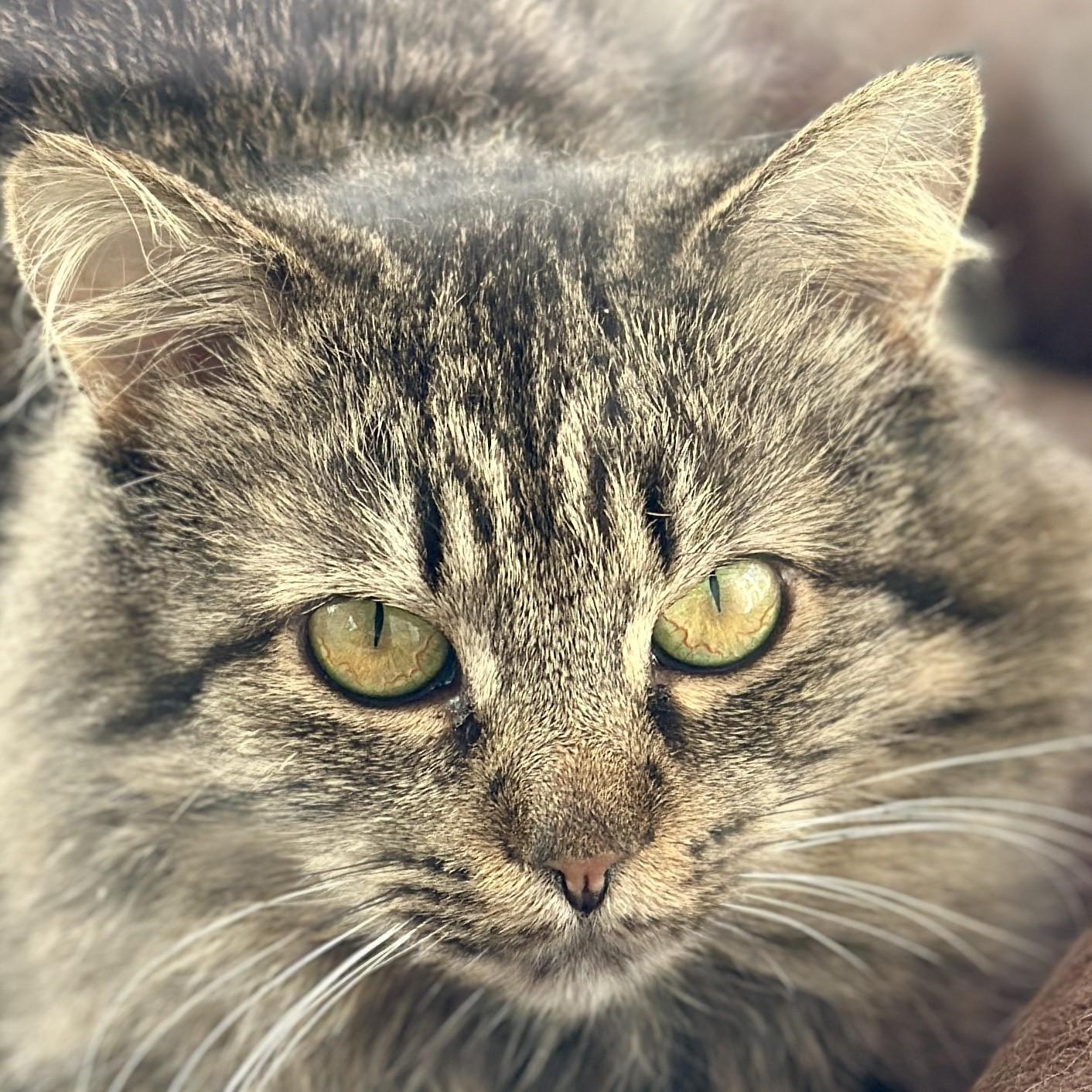 A long-haired tabby is interested in what it is that you are doing there.