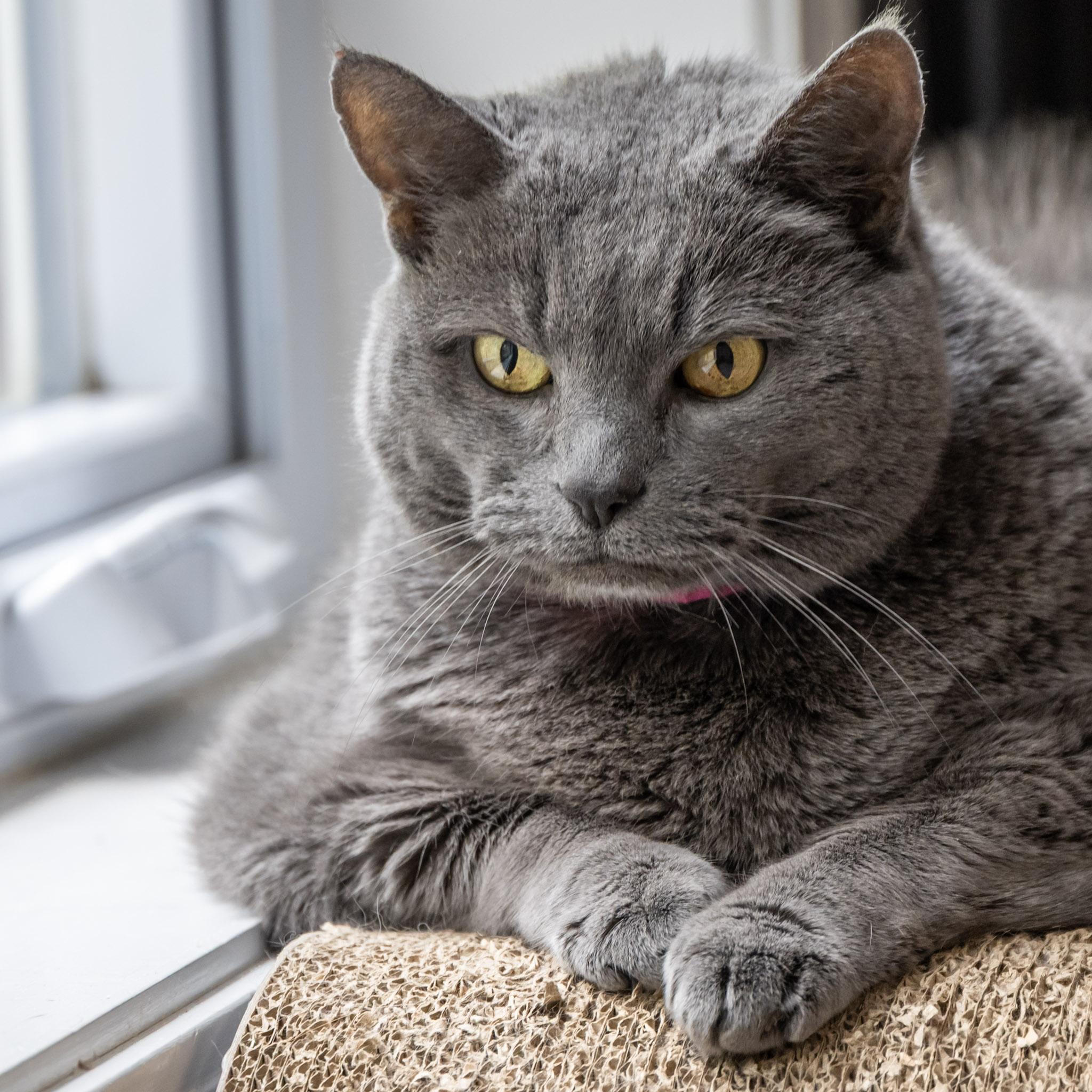 A stout, medium-haired grey cat stares contemplatively.