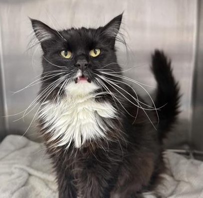 A kind of mean-looking long-haired black and white cat bares teeth.