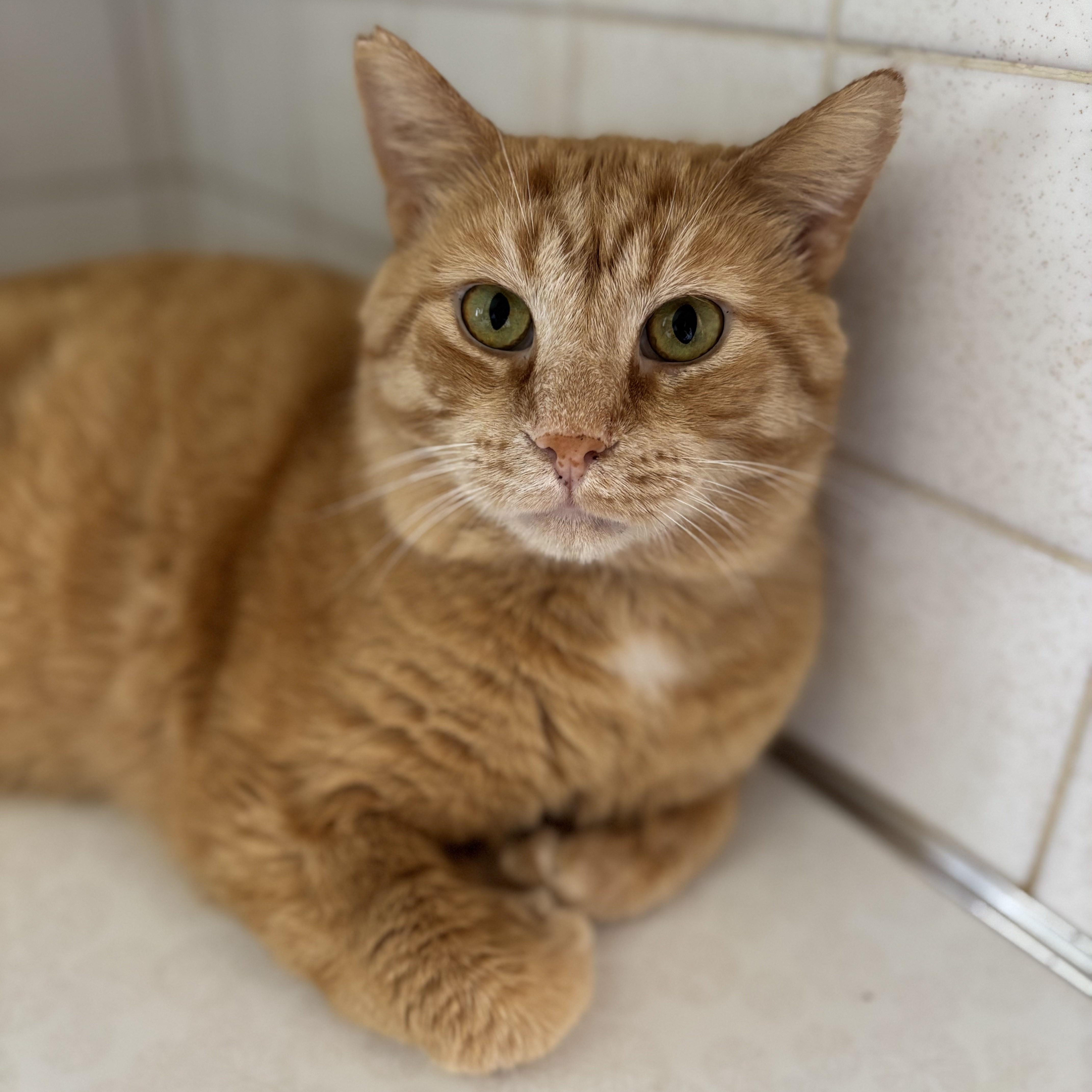 An orange, medium-haired cat is backed into a corner with a tile wall behind.