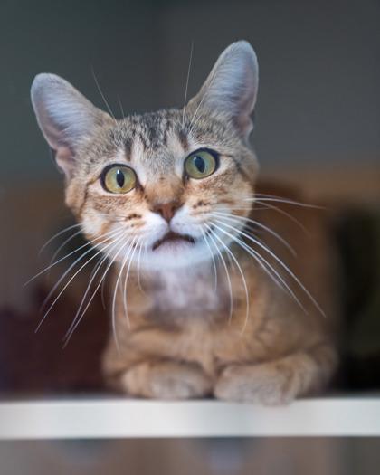 A thin orange cat looks very worried.