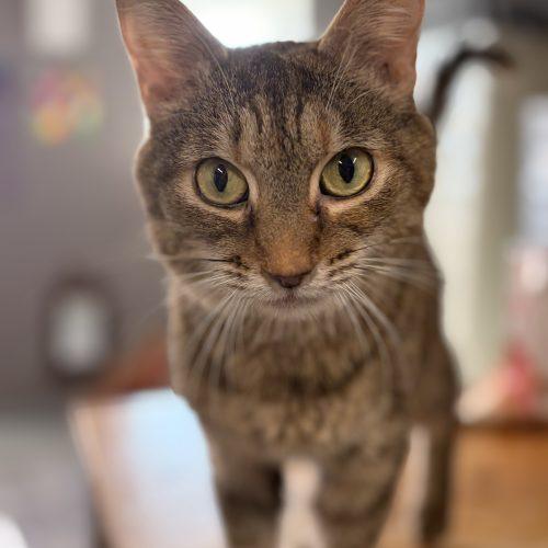 A medium-haired tabby stares intently at the viewer.