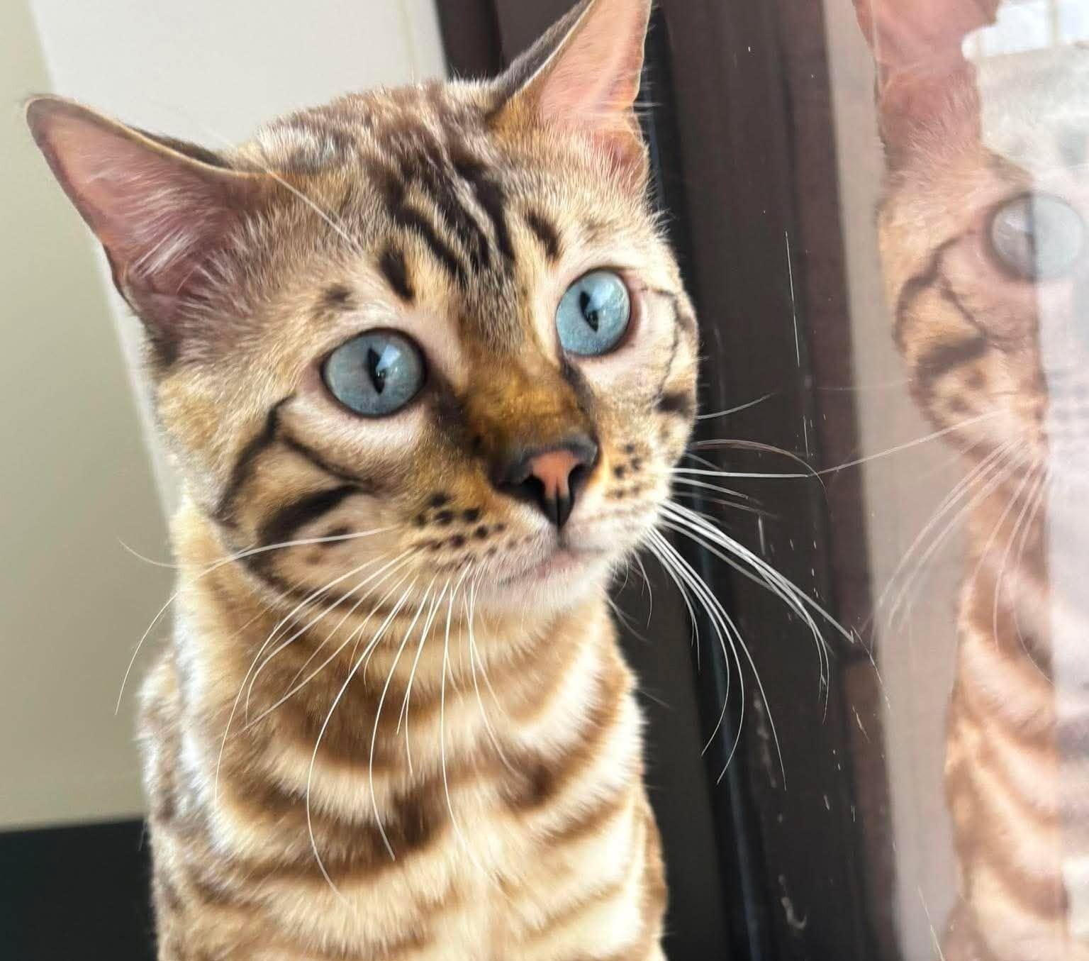 A tiger-striped short-haired cat expresses interest.